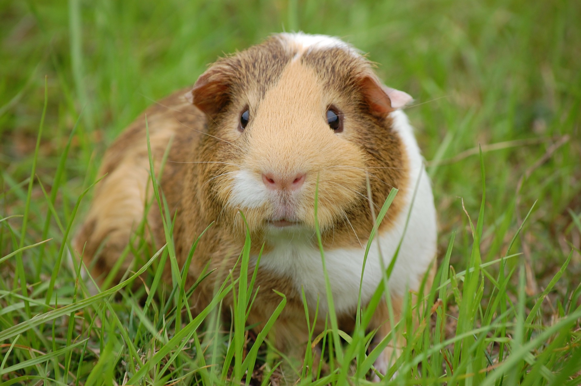 61e55f759b5dd-guinea-pig-g1a8b87958_1920.jpg